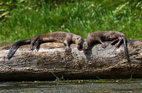 otter sexuality